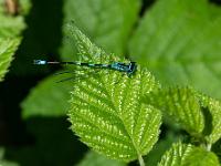 Azurjungfer Libelle auf Blatt